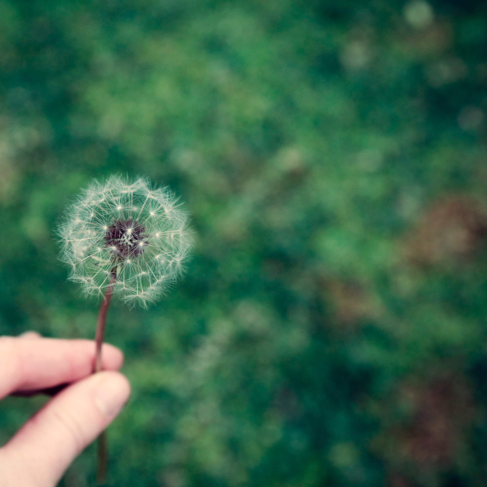 Dandelion in Hand